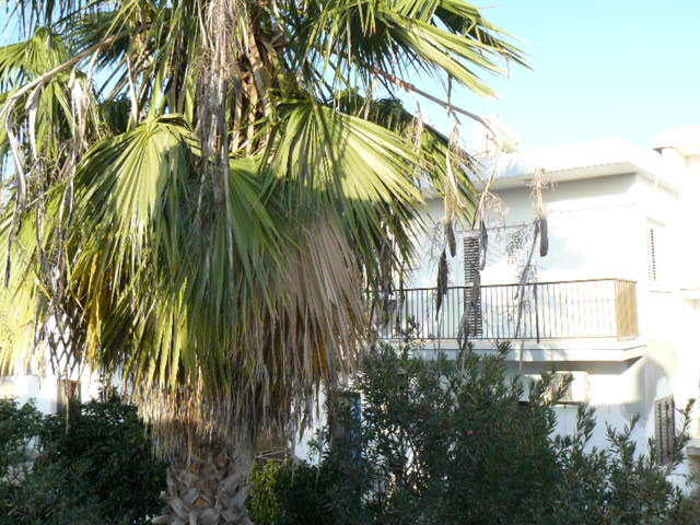 Katalimata Court Apartment Ayia Napa Luaran gambar